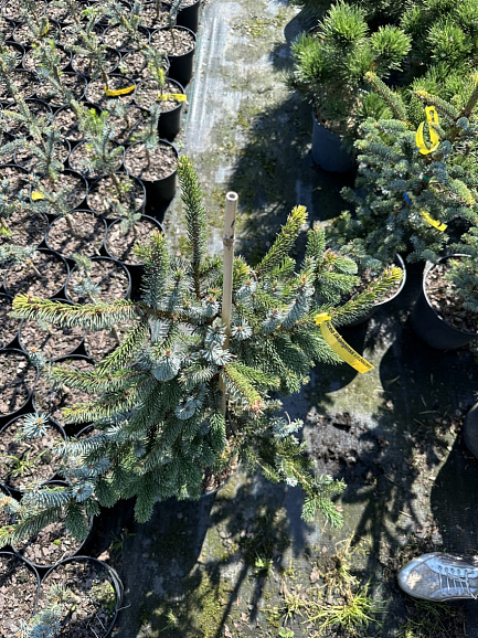 Ель лицзянская Рубесценс