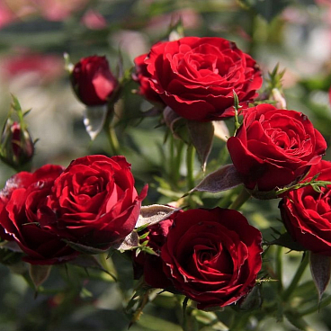 Роза плетистая Байкал