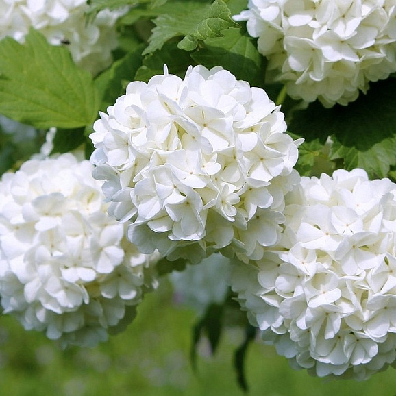 Калина декоративная Розеум в тубе