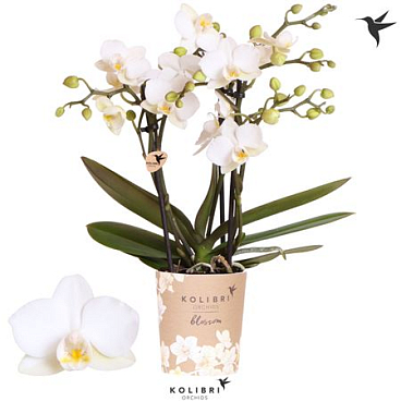 Phal 3st Blossom Zurich 30+ (ok)
