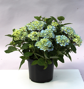 Гортензия крупнолистная Блю Бол