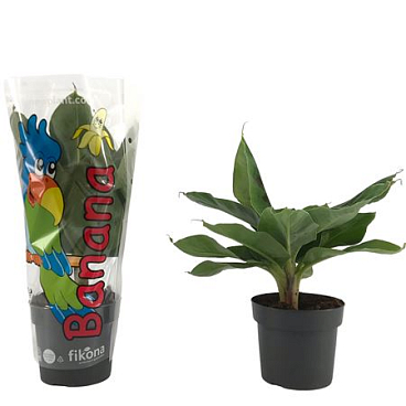 Musa Tropicana Sleeve
