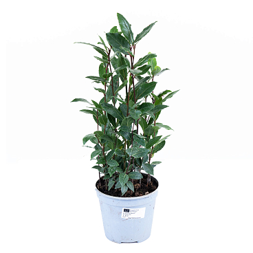 Лавр нобилис