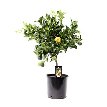 Citrus Purscha On Stem
