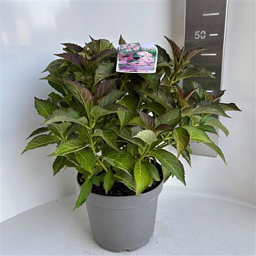 Hydrangea Ma Pink