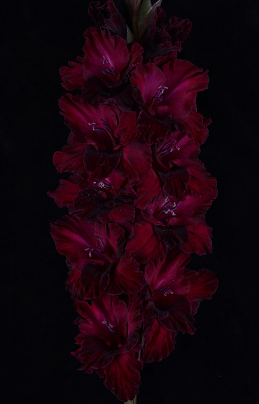 Гладиолус крупноцветковый Игра Теней