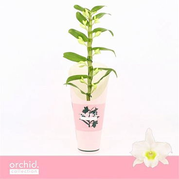 Dendr Nob 1st Apollon Orchid Collect
