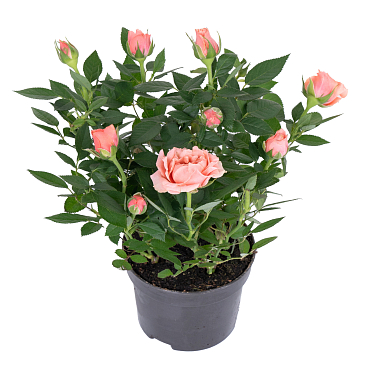 Роза кордана Алоха Кордана