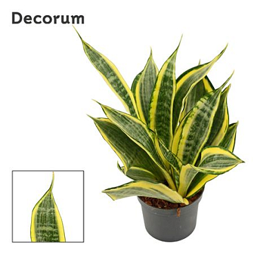 Sansevieria Hi Color