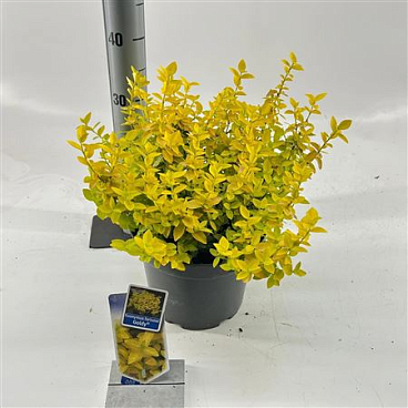Euonymus Fort Goldy