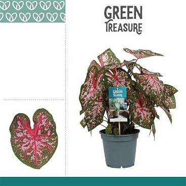Caladium Carolyn Whorton