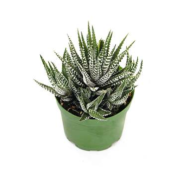 Хавортия Биг Бэнд