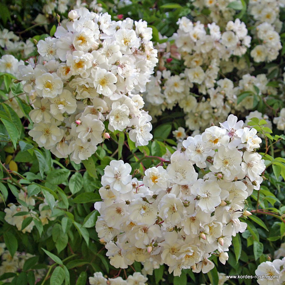 Роза парковая Бобби Джеймс