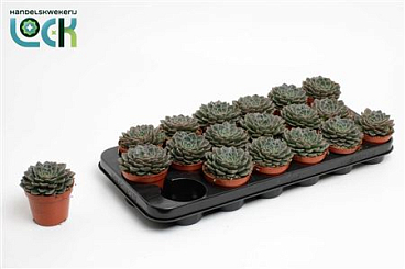 Echeveria Glauca