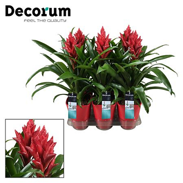 Guzmania Patricia Red Luxe Ceramic (decorum)