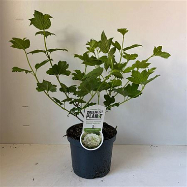 Viburnum Opulus Roseum