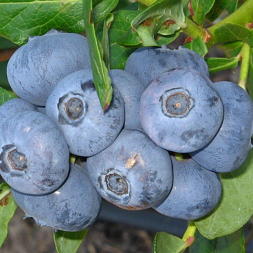 Голубика высокорослая Блюголд | Оптовая цветочная компания «Флора Групп» Голубика высокорослая Блюголд