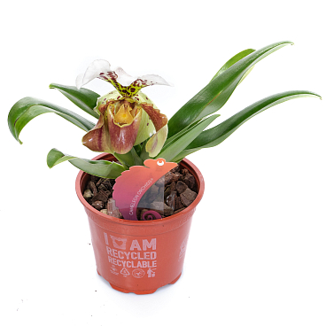 Пафиопедилюм 1 ст американский микс