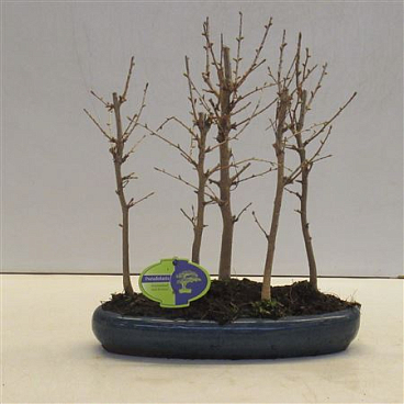 Bonsai Pseudolarix, Forest -group.