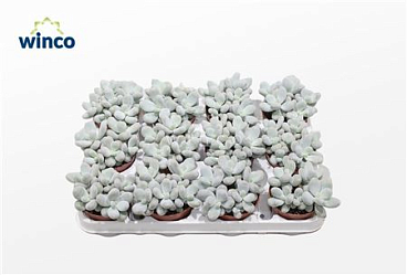 Pachyphytum Oviferum