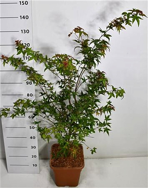 Acer Palm Beni-maiko