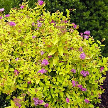 Спирея японская Голден Принцесс в тубе