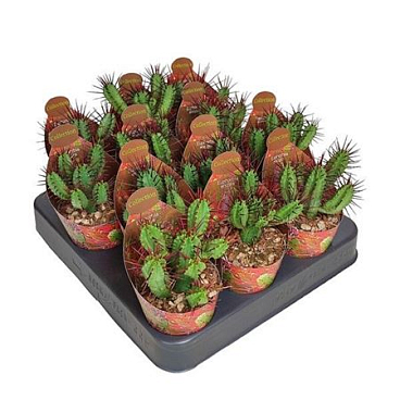 Euphorbia Enopla Potcover