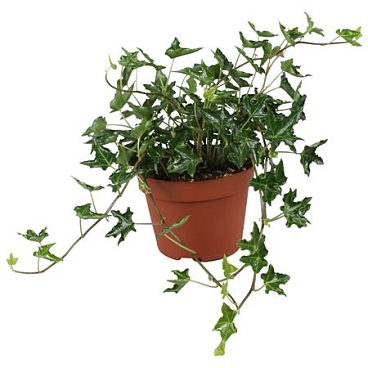 Hedera Helix Ivalace
