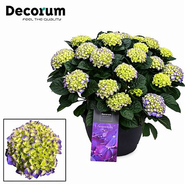 Hydrangea Ma Blue 20+ (decorum)