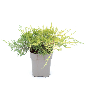 Можжевельник китайский Олд Голд