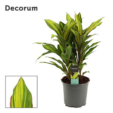 Cordyline Kiwi 3pp (decorum)