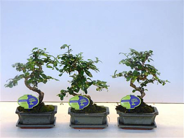Bonsai Carmona Macrophylla, With Drip
