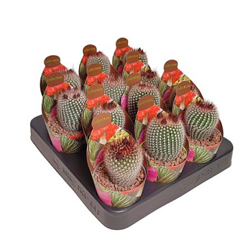 Notocactus Scopa Frosty White Potcover