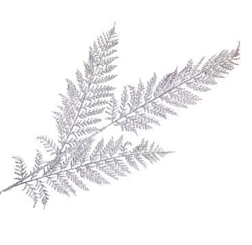 Рододендрон гибридный Кролова Ядвига