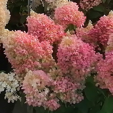 Гортензия метельчатая Меджикал Андес в тубе