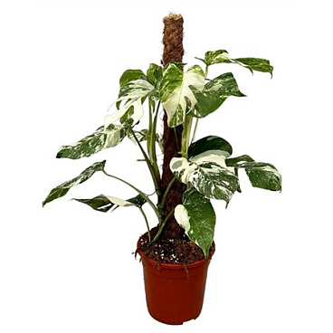 Monstera Deliciosa Variegata Mosspole