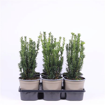Taxus Media Hillii