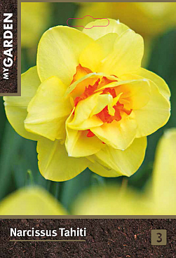 Нарцисс махровый Таити | Оптовая цветочная компания «Флора Групп» Нарцисс махровый Таити