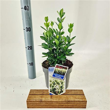 Euonymus Jap Himalaya