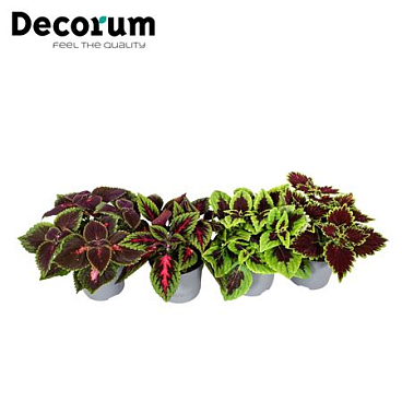 Coleus Mix (decorum)