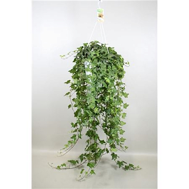 Hedera Pittsburgh Hangpot