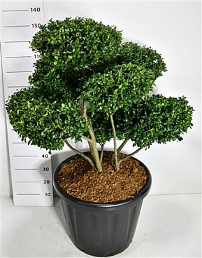 Ilex Cren Hetzii