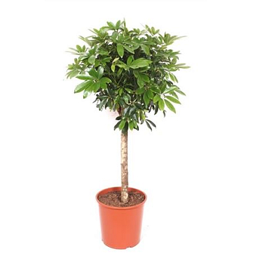 Schefflera Compacta On Stem