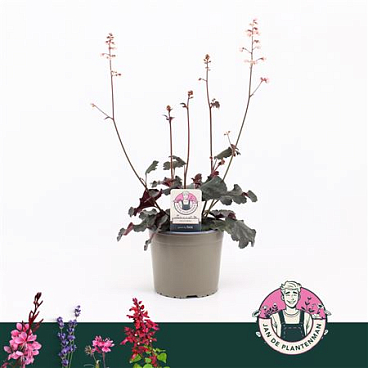Heuchera Vilosa Hip Hip Hooray