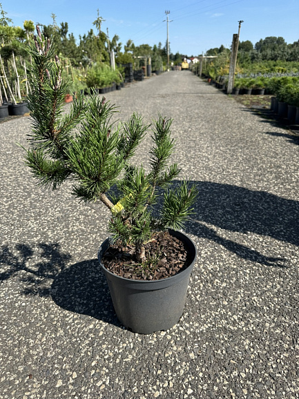 Сосна скрученная Спанс Дварф