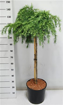Cedrus Deo Feelin' Blue On Stem