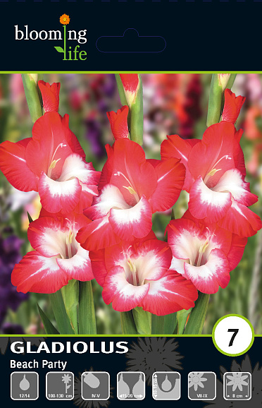 Гладиолус крупноцветковый Бич Пати