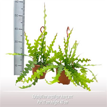 Epiphyllum Anguliger Hanging Pot