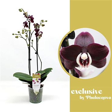 Phal 2st Black Widow 14+ (phalaenoca)