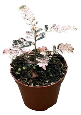 Phyllanthus Urinaria Variegata